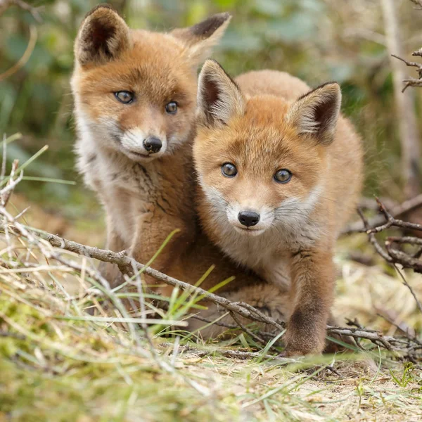 Δύο cubs Κόκκινη αλεπού που παρουσιάζουν — Φωτογραφία Αρχείου