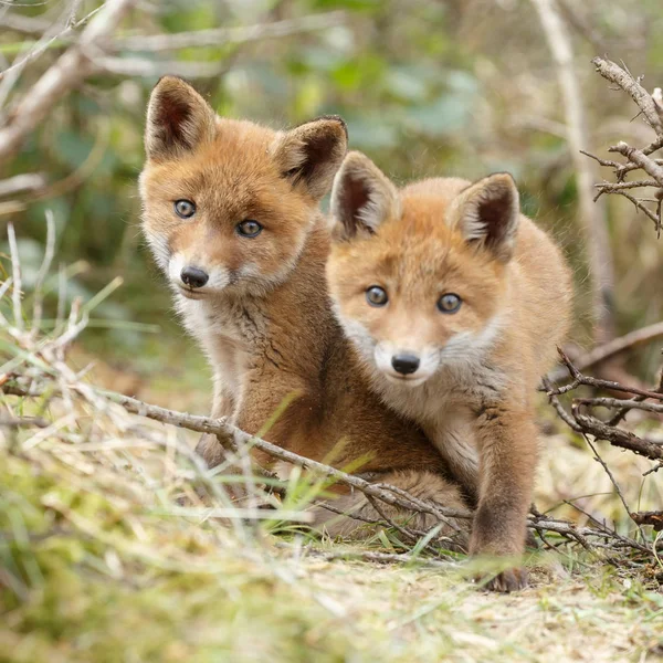 Dvě mláďata liška pózuje — Stock fotografie