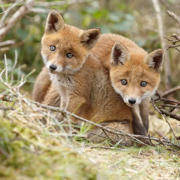 Két vörös róka kölykök pózol — Stock Fotó