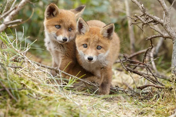 Δύο cubs Κόκκινη αλεπού που παρουσιάζουν — Φωτογραφία Αρχείου