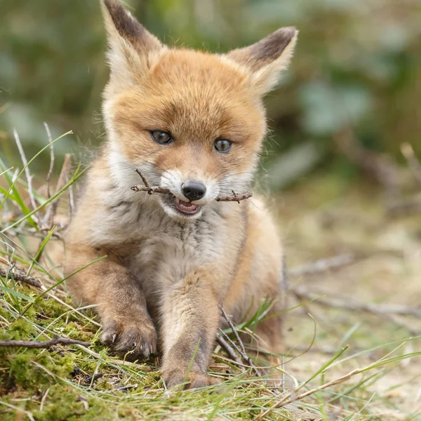 Red fox mládě s větvičkou — Stock fotografie