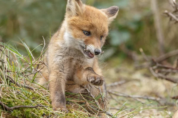 Filhote de raposa vermelha com um galho — Fotografia de Stock