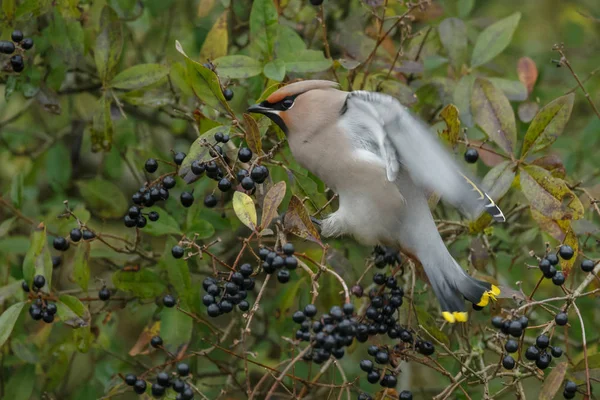 Bohemian Waxwing encaramado en una ramita —  Fotos de Stock