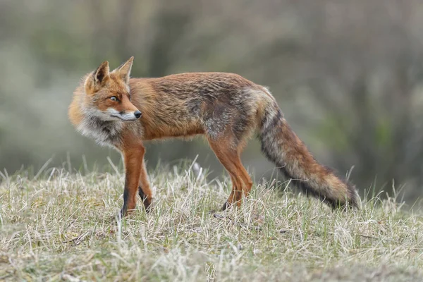 Zorro rojo en la naturaleza —  Fotos de Stock