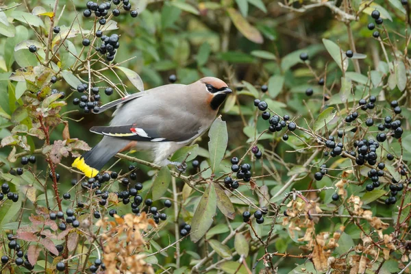 Bohemian Waxwing encaramado en una ramita —  Fotos de Stock