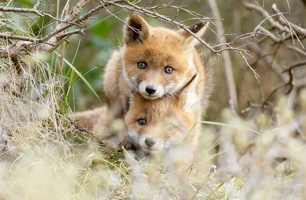 Roztomilý red fox mláďata — Stock fotografie