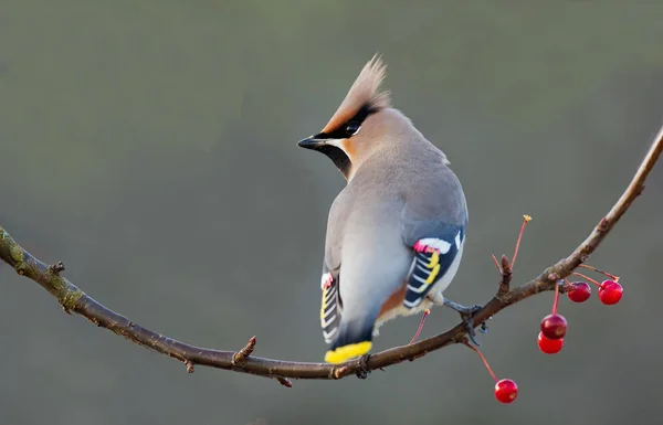 Bohemian Waxwing сидел на веточке — стоковое фото