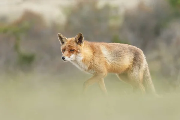 Rode vos in de natuur — Stockfoto