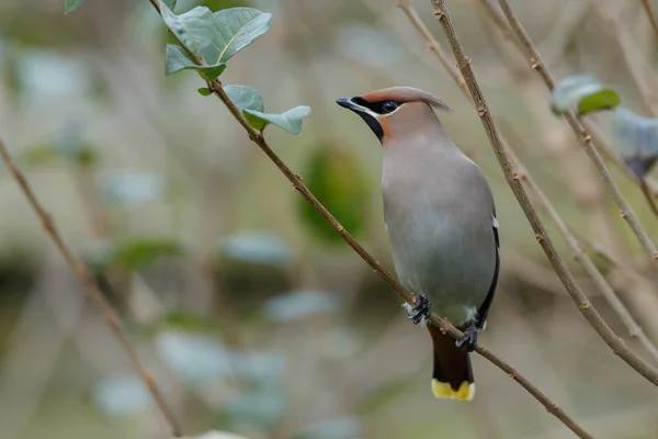 보헤미안 waxwing 나뭇가지에 — 스톡 사진