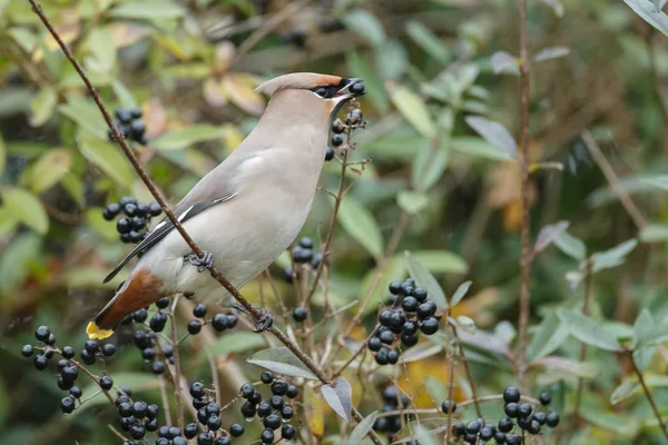 Bohemian Waxwing encaramado en una ramita —  Fotos de Stock