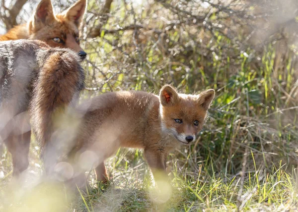 Χαριτωμένο Κόκκινη αλεπού cubs — Φωτογραφία Αρχείου