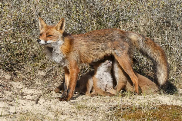 Raposa filhotes mamando em mãe raposa — Fotografia de Stock