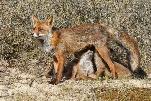 fox cubs suckling at mother fox