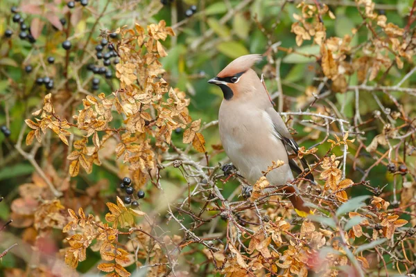 보헤미안 waxwing 나뭇가지에 — 스톡 사진