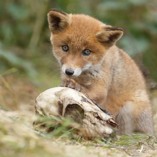 Cachorro de zorro rojo — Foto de Stock