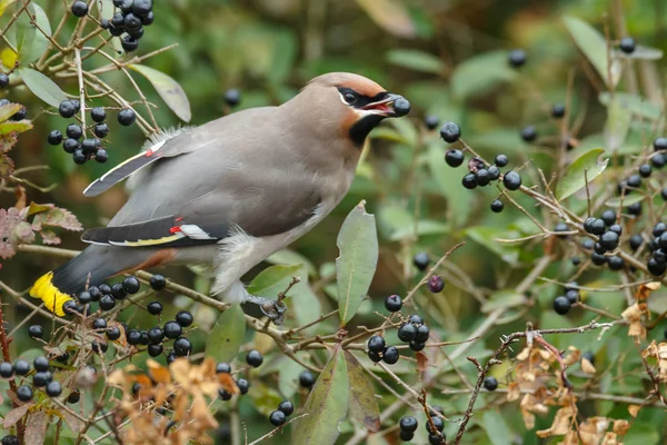 Bohemian Waxwing encaramado en una ramita —  Fotos de Stock