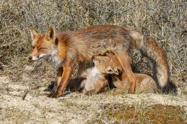 Róka: anya fox szopós kölykök — Stock Fotó