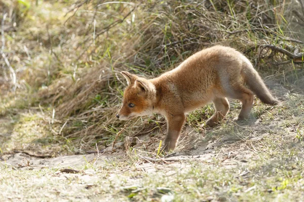 Pequeño lindo cachorro de zorro rojo — Foto de Stock