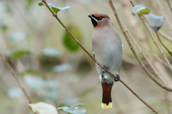 보헤미안 waxwing 나뭇가지에 — 스톡 사진