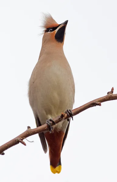 Bohemian Waxwing сидел на веточке — стоковое фото