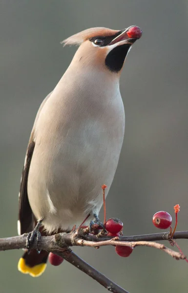 Bohemian Waxwing сидел на веточке — стоковое фото