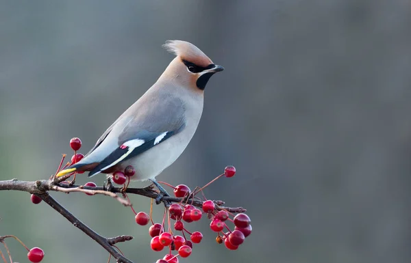Bohemian Waxwing perched on a twig — Stock Photo, Image