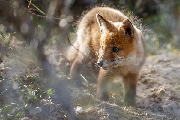 Kleine schattige Vos cub — Stockfoto