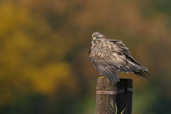 Poštolka obecná Evropská — Stock fotografie