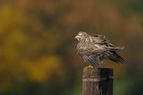 Poštolka obecná Evropská — Stock fotografie