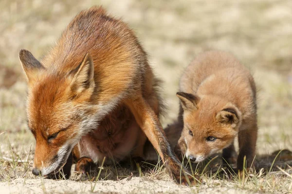 Red fox cub w pobliżu jego Mama — Zdjęcie stockowe