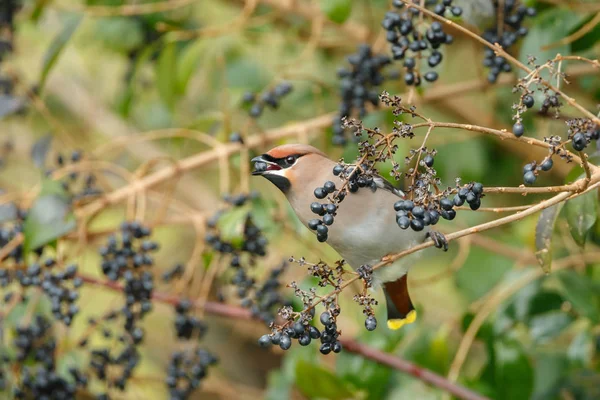 Bohemian Waxwing encaramado en una ramita —  Fotos de Stock