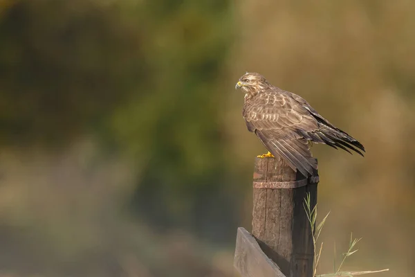 Poštolka obecná Evropská — Stock fotografie