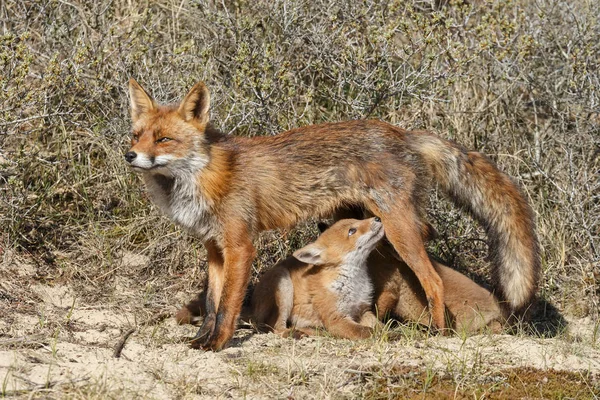 Fox cubs γουρουνόπουλο στο fox μητέρα — Φωτογραφία Αρχείου