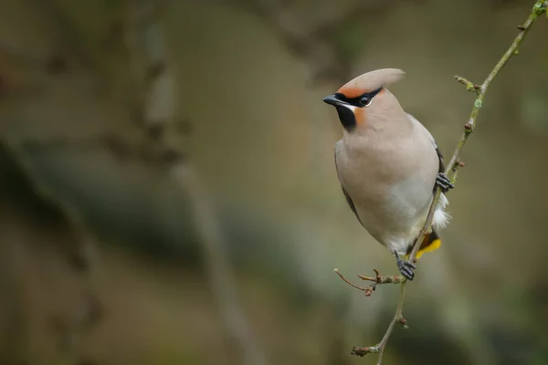 보헤미안 waxwing 나뭇가지에 — 스톡 사진