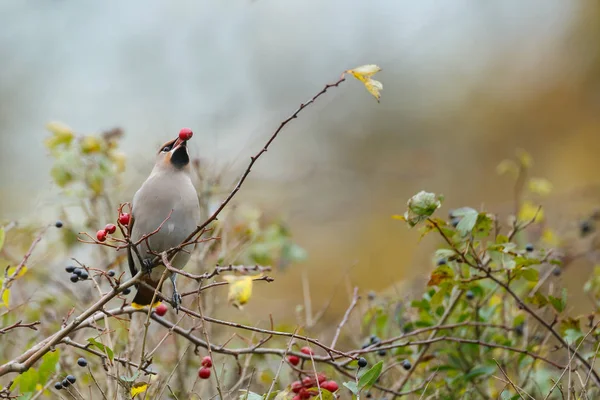 Bohemian Waxwing encaramado en una ramita —  Fotos de Stock