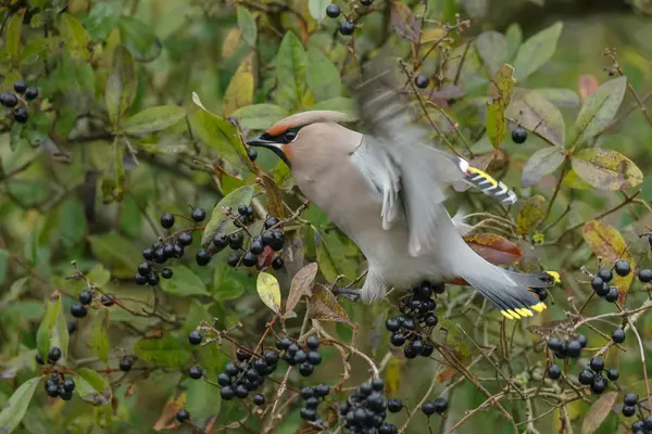 Bohemian Waxwing encaramado en una ramita —  Fotos de Stock