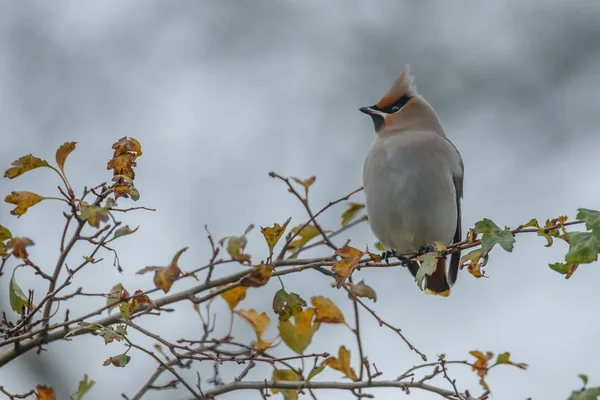 Bohemian Waxwing encaramado en una ramita —  Fotos de Stock