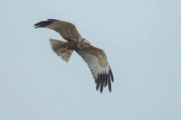 Bruine Kiekendief tijdens de vlucht — Stockfoto