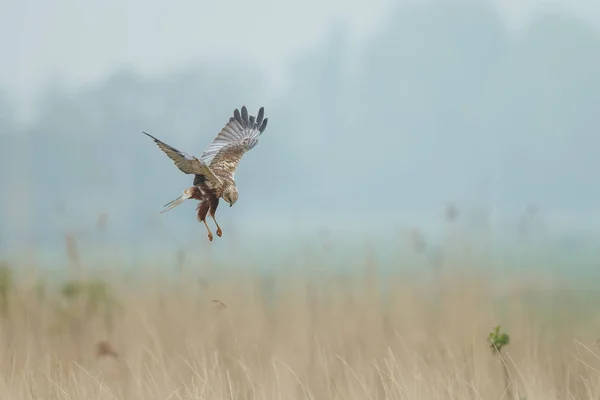Marsh harrier uçuş — Stok fotoğraf