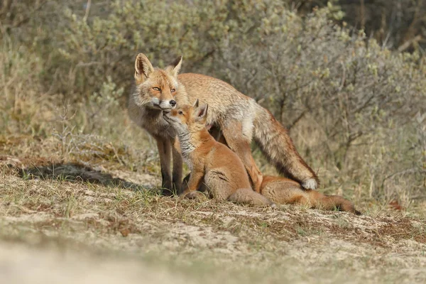 Keluarga Red Fox. — Stok Foto