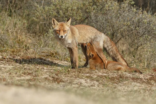 Red fox hewan — Stok Foto