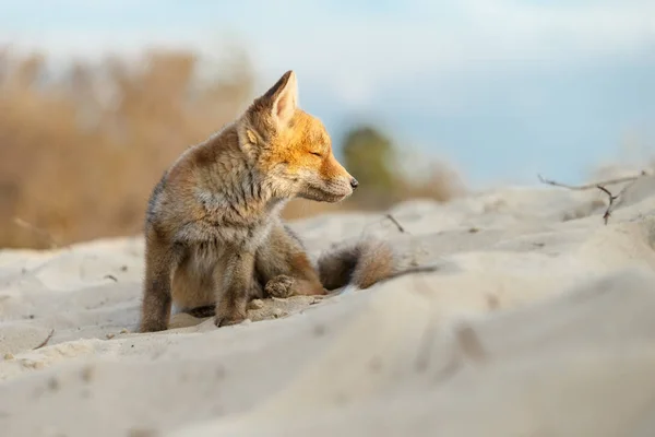 Red Fox zwierząt — Zdjęcie stockowe