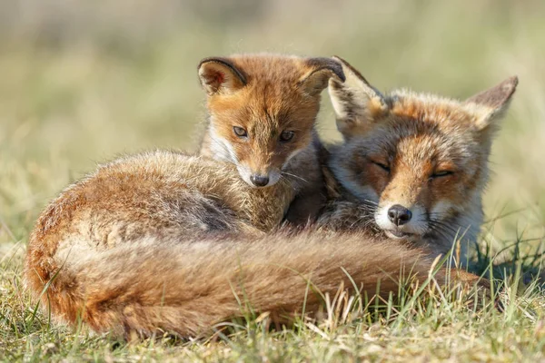 Οικογένεια αλεπούδες κόκκινο — Φωτογραφία Αρχείου