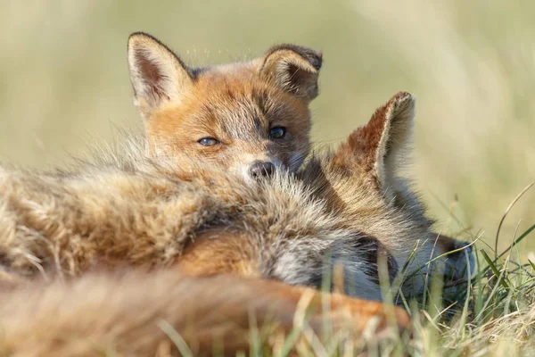 붉은 여우 가족 — 스톡 사진