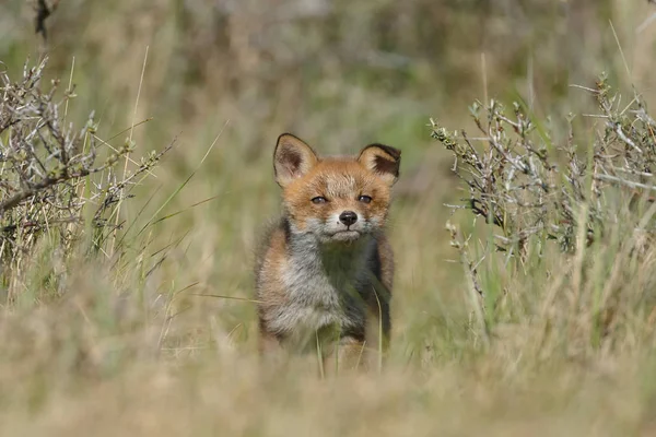 Κόκκινη αλεπού ζώο — Φωτογραφία Αρχείου