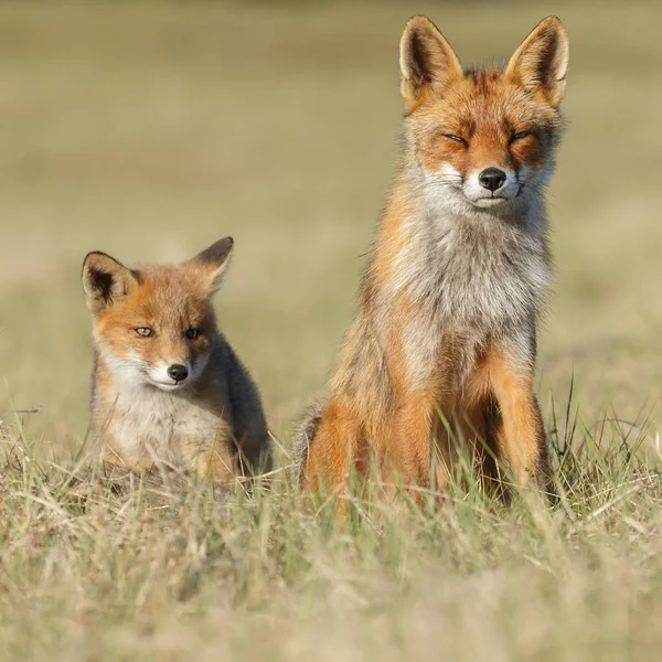 Οικογένεια αλεπούδες κόκκινο — Φωτογραφία Αρχείου