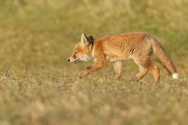 Red Fox zvíře — Stock fotografie
