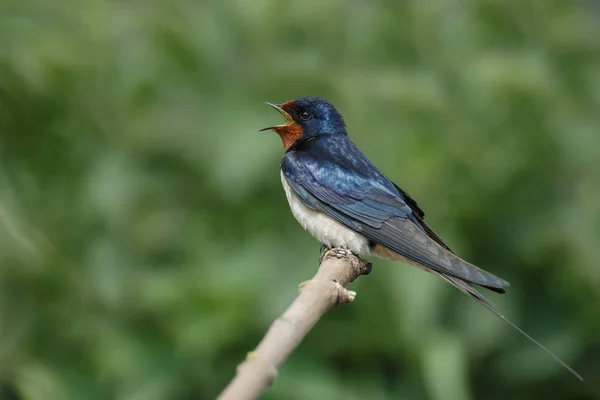 Fienile inghiottire nella natura — Foto Stock