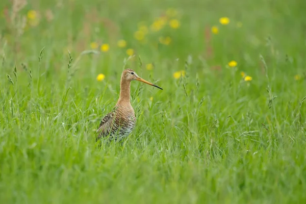 Zwarte tailed godwit — Stockfoto