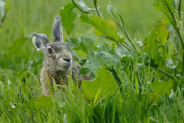 Young juvenile rabbit — Stock Photo, Image